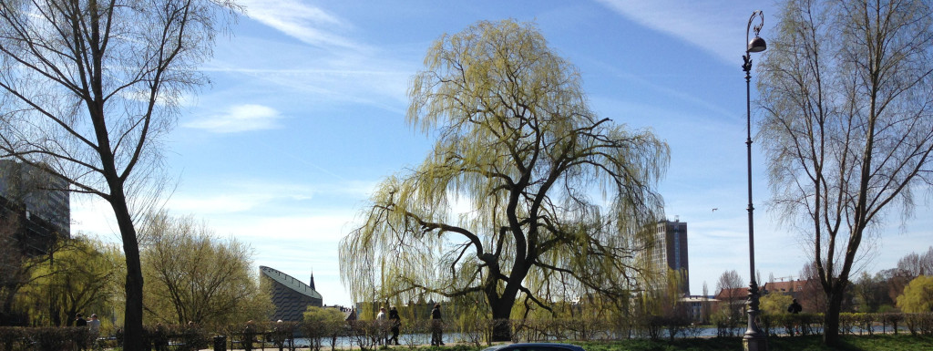 tree in park