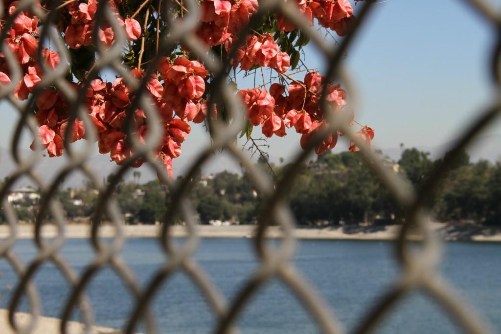 Bouganvilla and fence