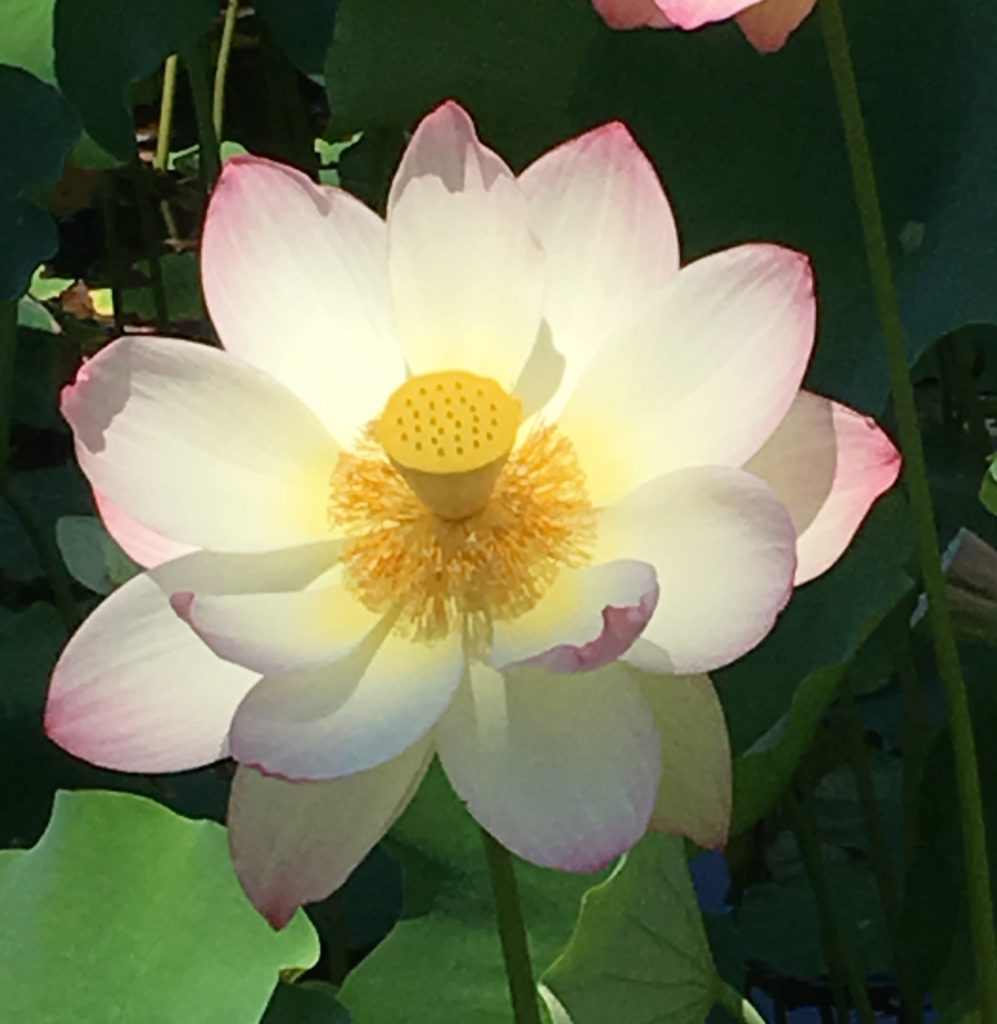 Lotus Blossom Echo Park