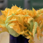 Squash Blossoms