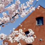 Copenhagen spring flowers